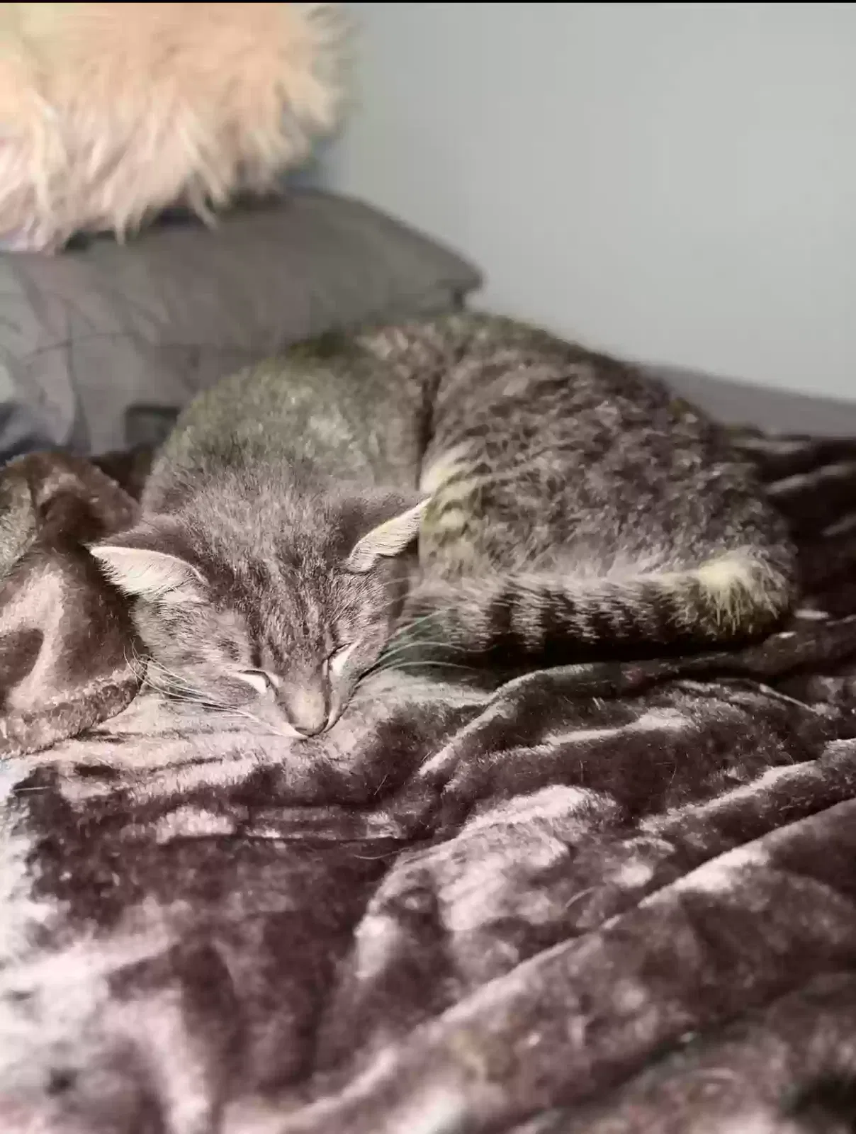 Lost cat in Kansas City, MO, 64119