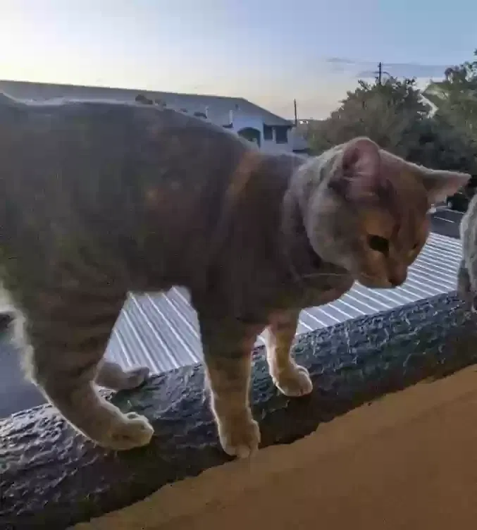 Lost cat in Sugar Land, TX, 77479
