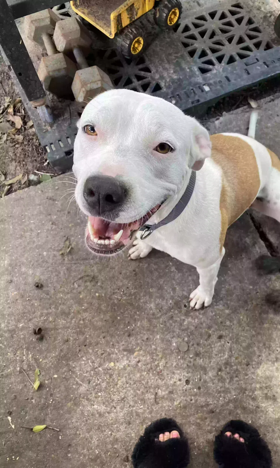 Lost dog in Pasadena, TX, 77506