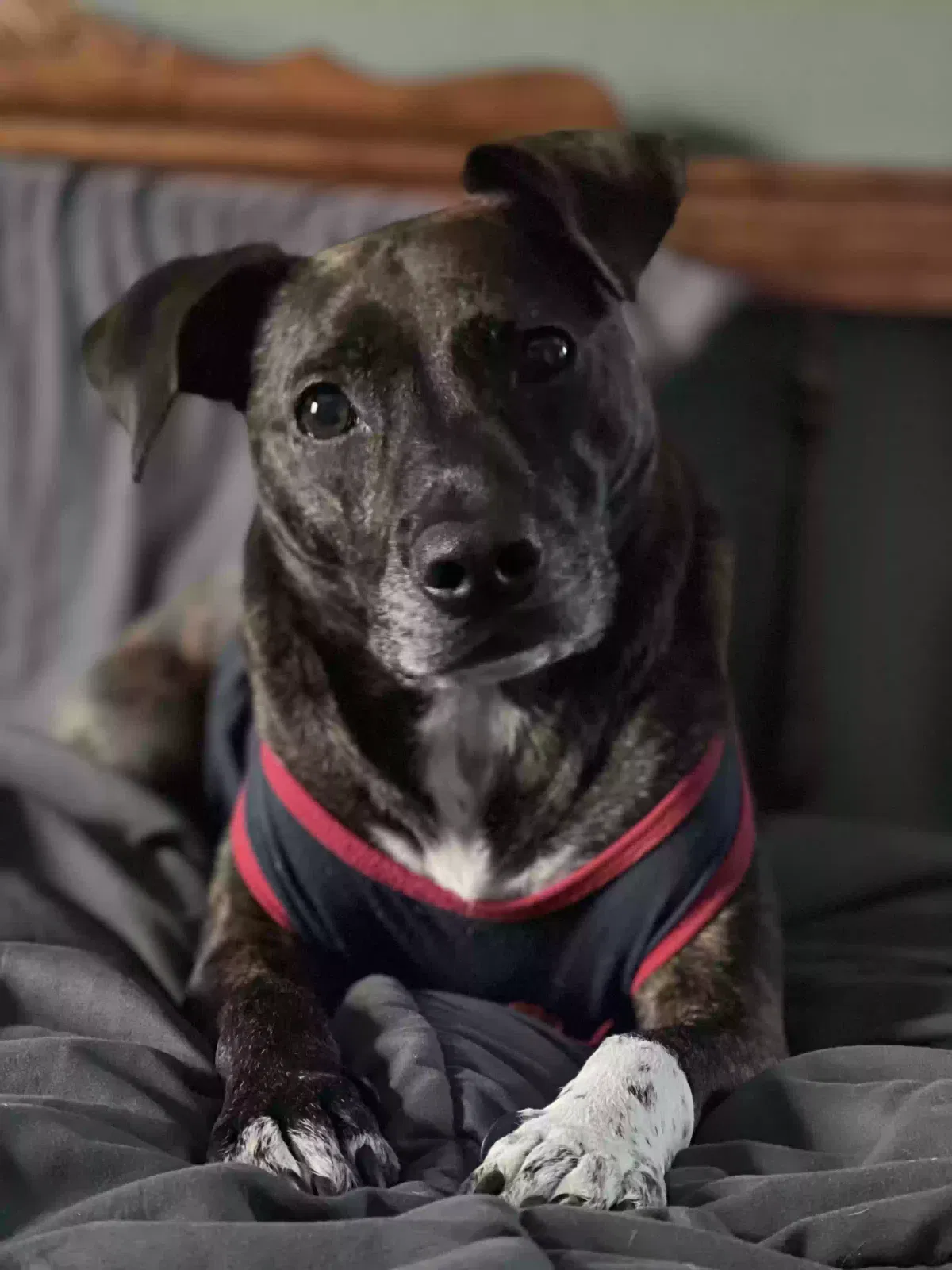 Lost dog in Fort Wayne, IN, 46804