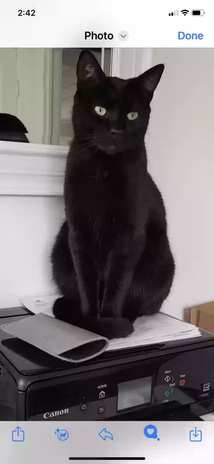 Lost cat in Port Saint Lucie, FL, 34952