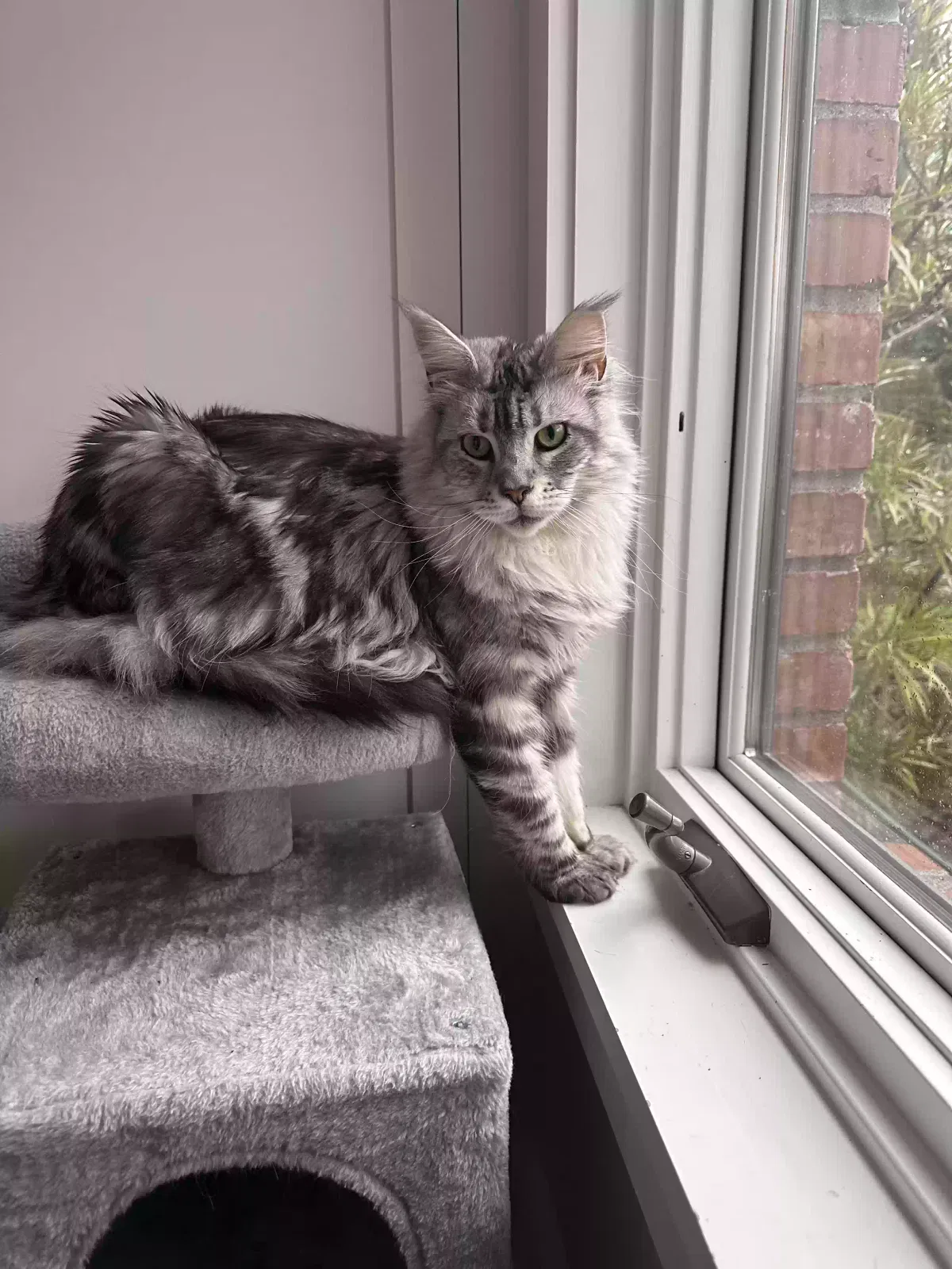 Lost cat in Seattle, WA, 98199