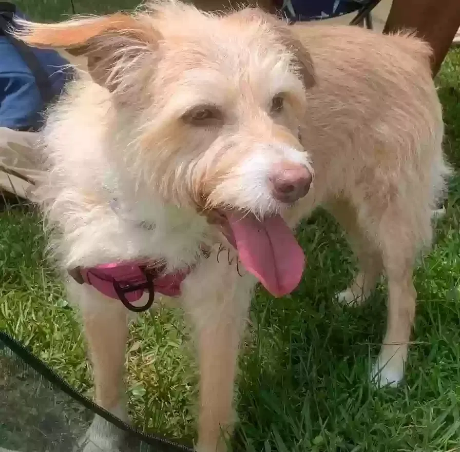 Lost dog in Jacksonville, FL, 32209