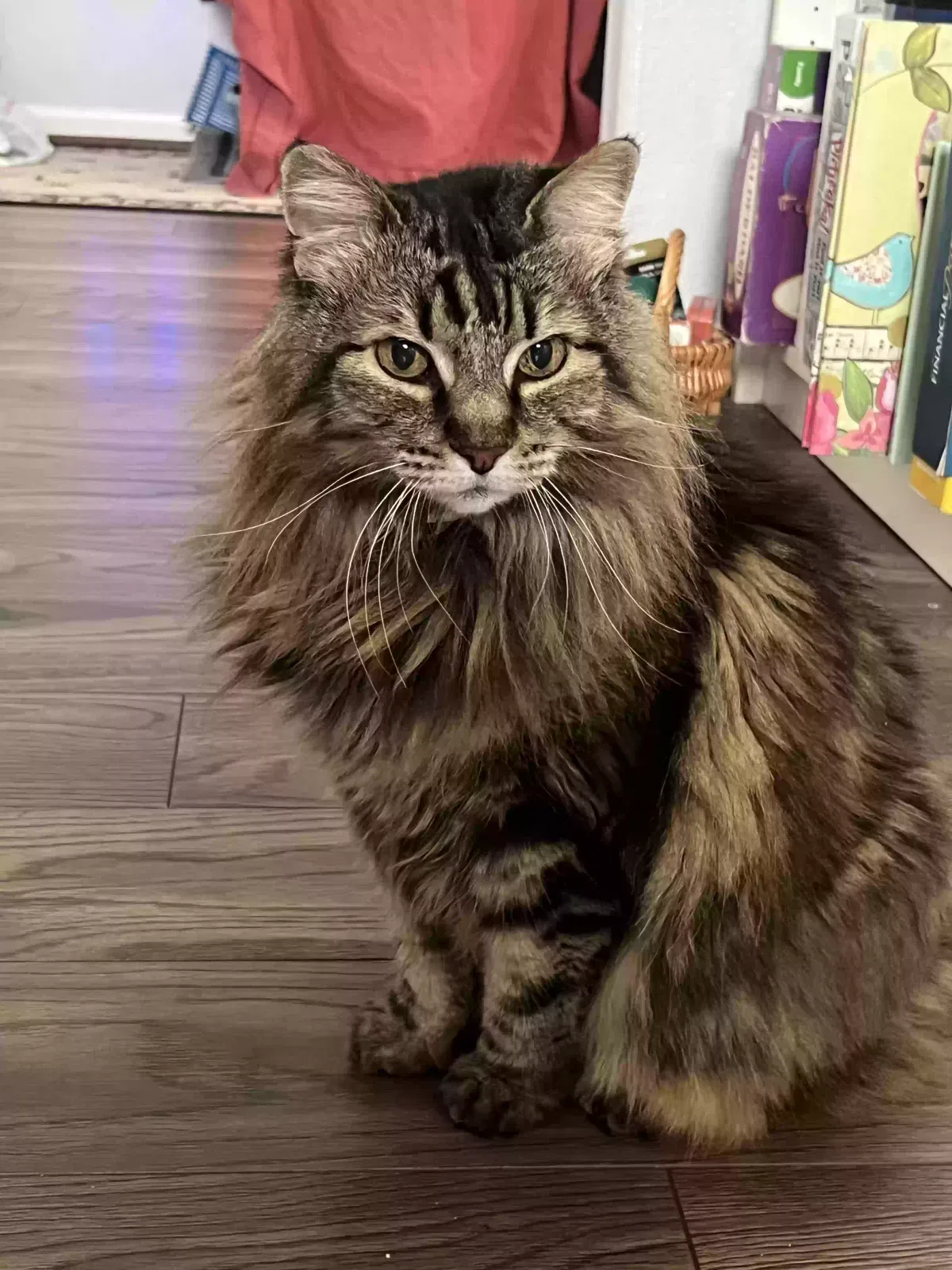 Lost cat in Spring, TX, 77388