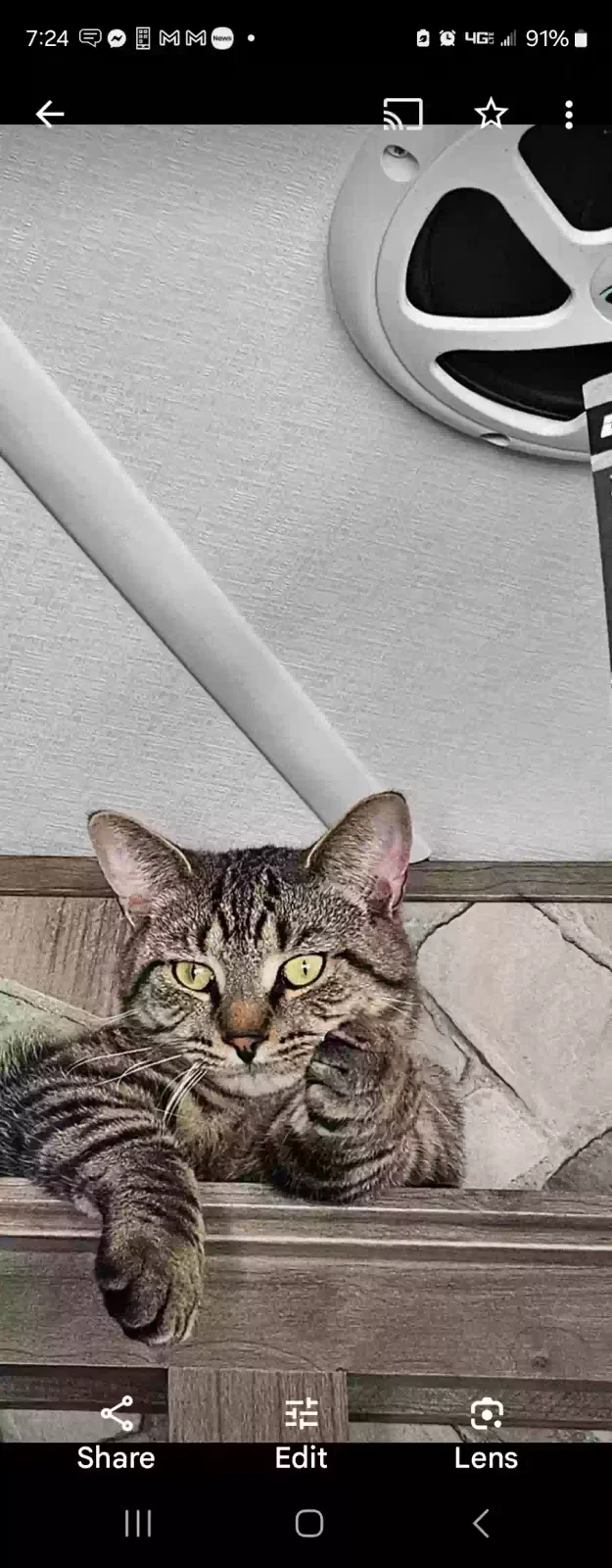 Lost cat in Silver Springs, NV, 89429