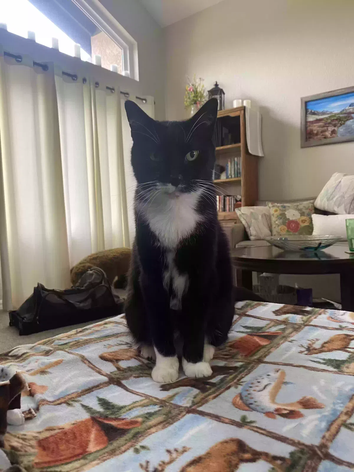Lost cat in Encinitas, CA, 92024