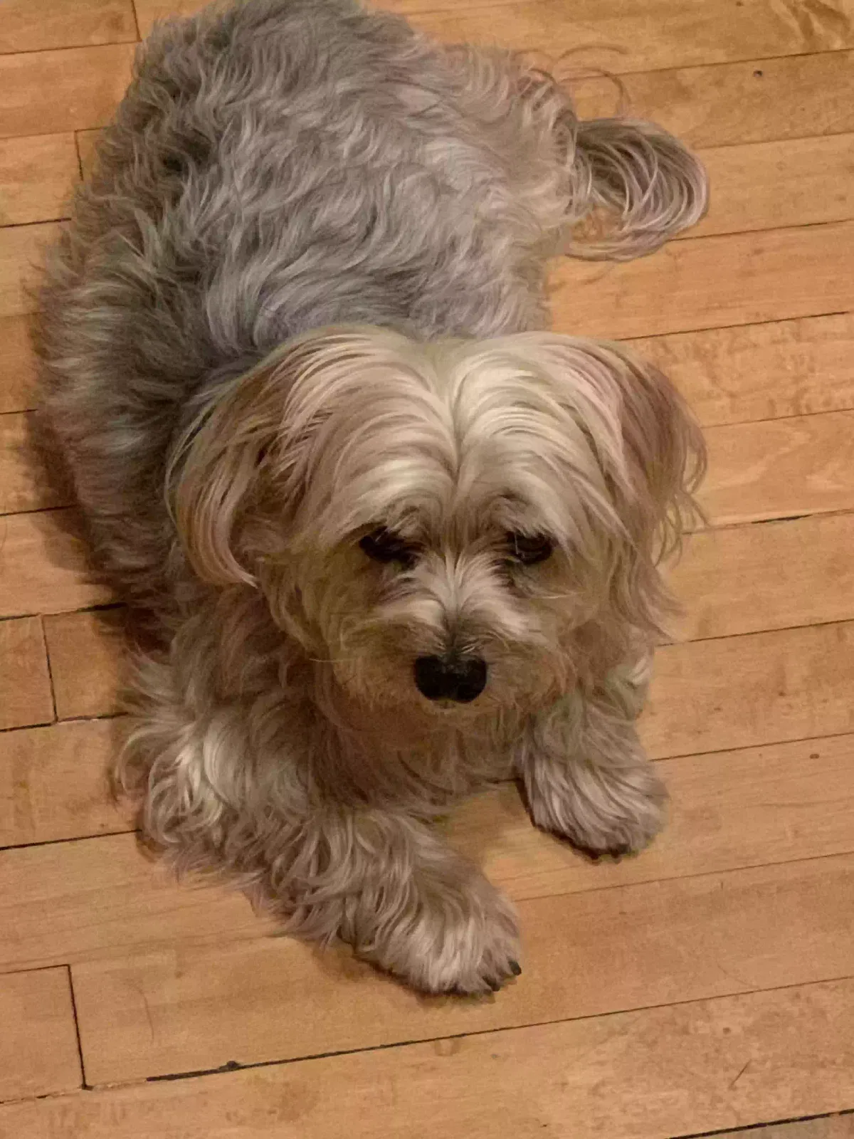 Lost dog in Blue Island, IL, 60406