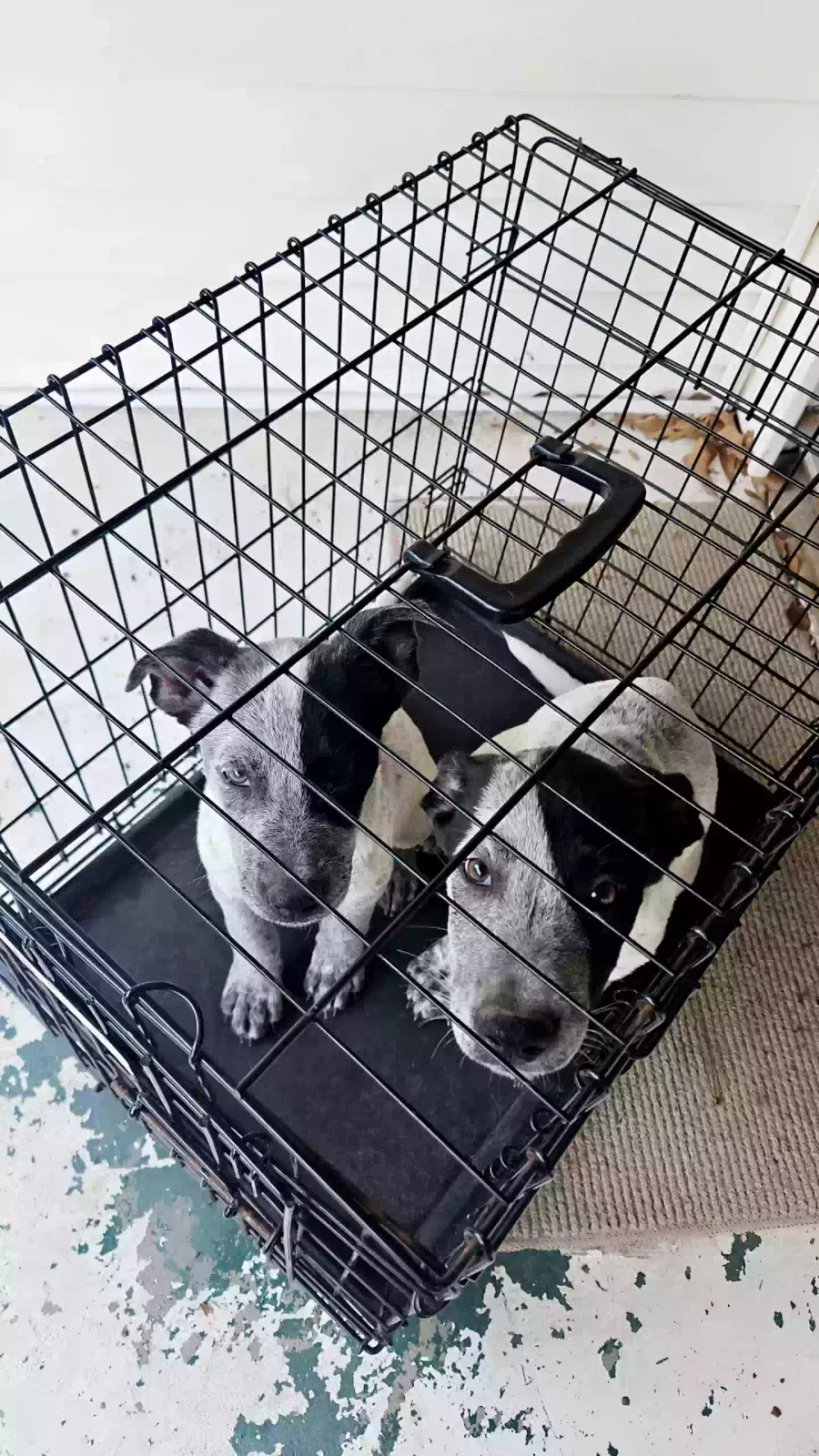 Found dog in Winnsboro, LA, 71295