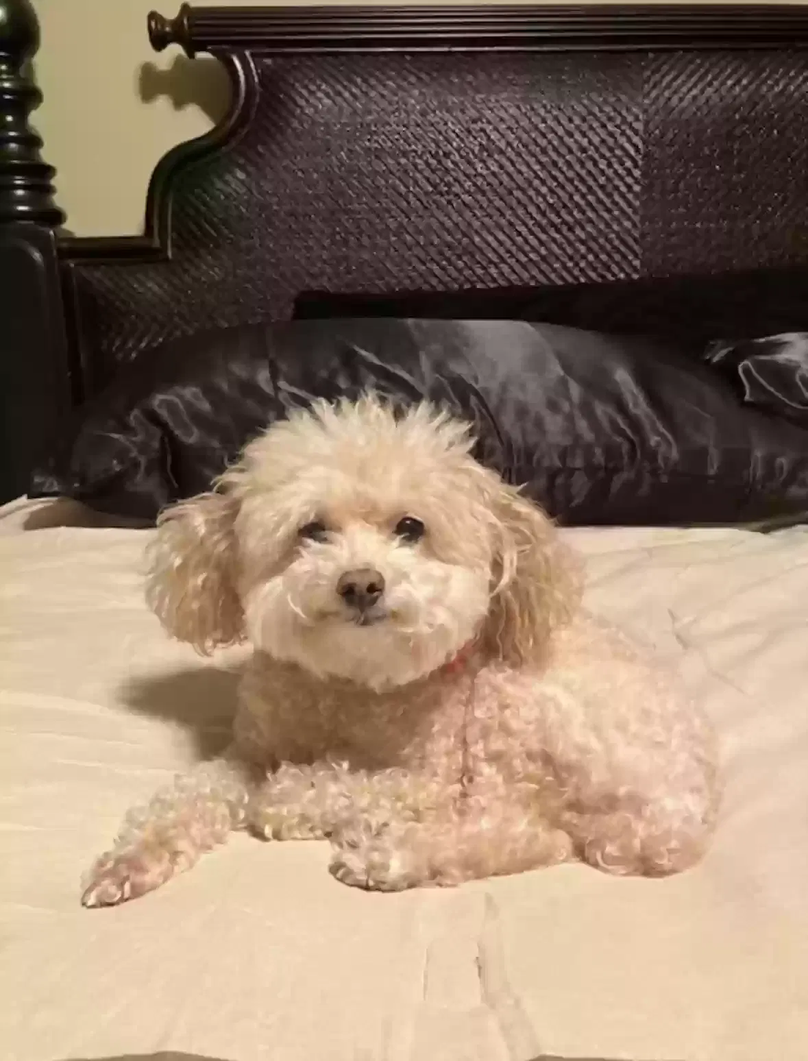 Lost dog in Unknown, TX, 78018