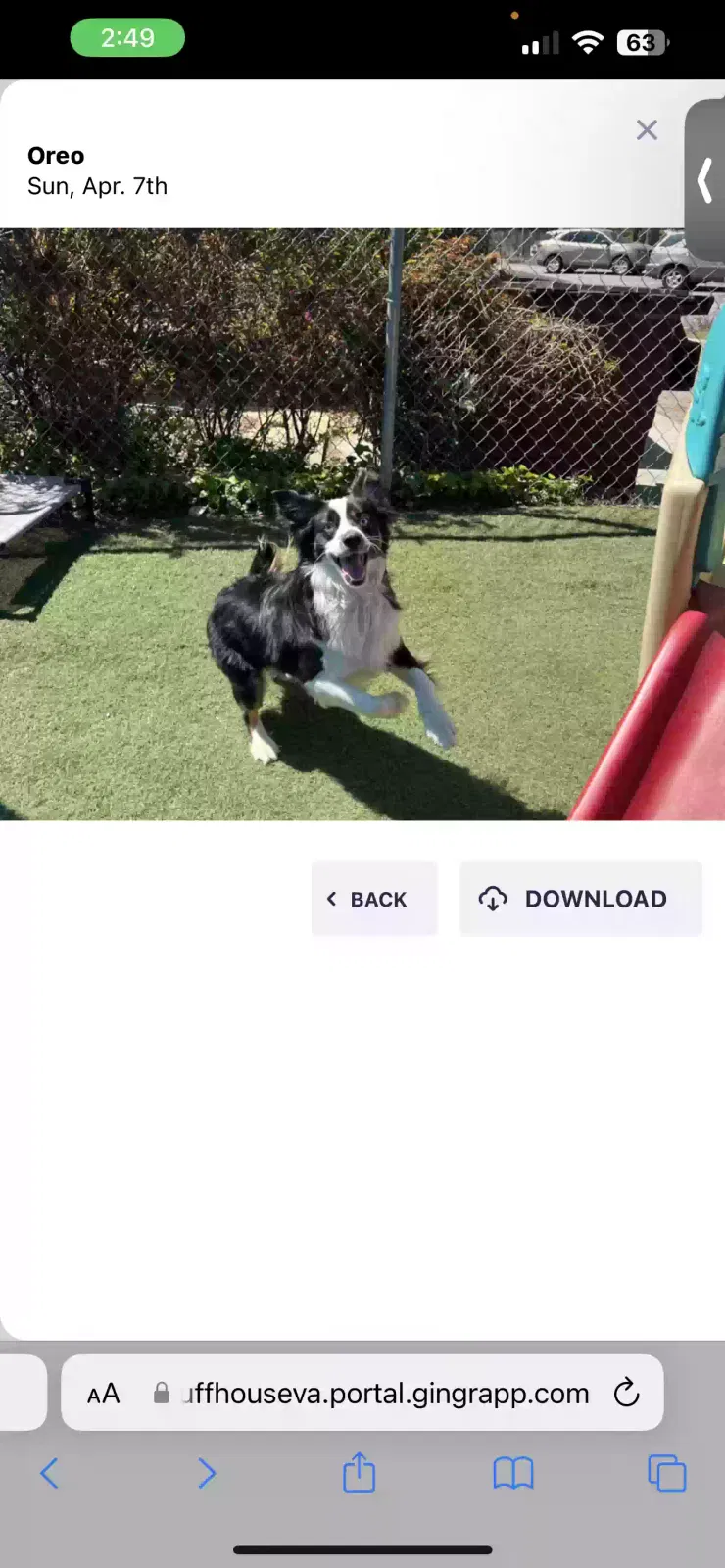 Lost dog in Orange Park, FL, 32065