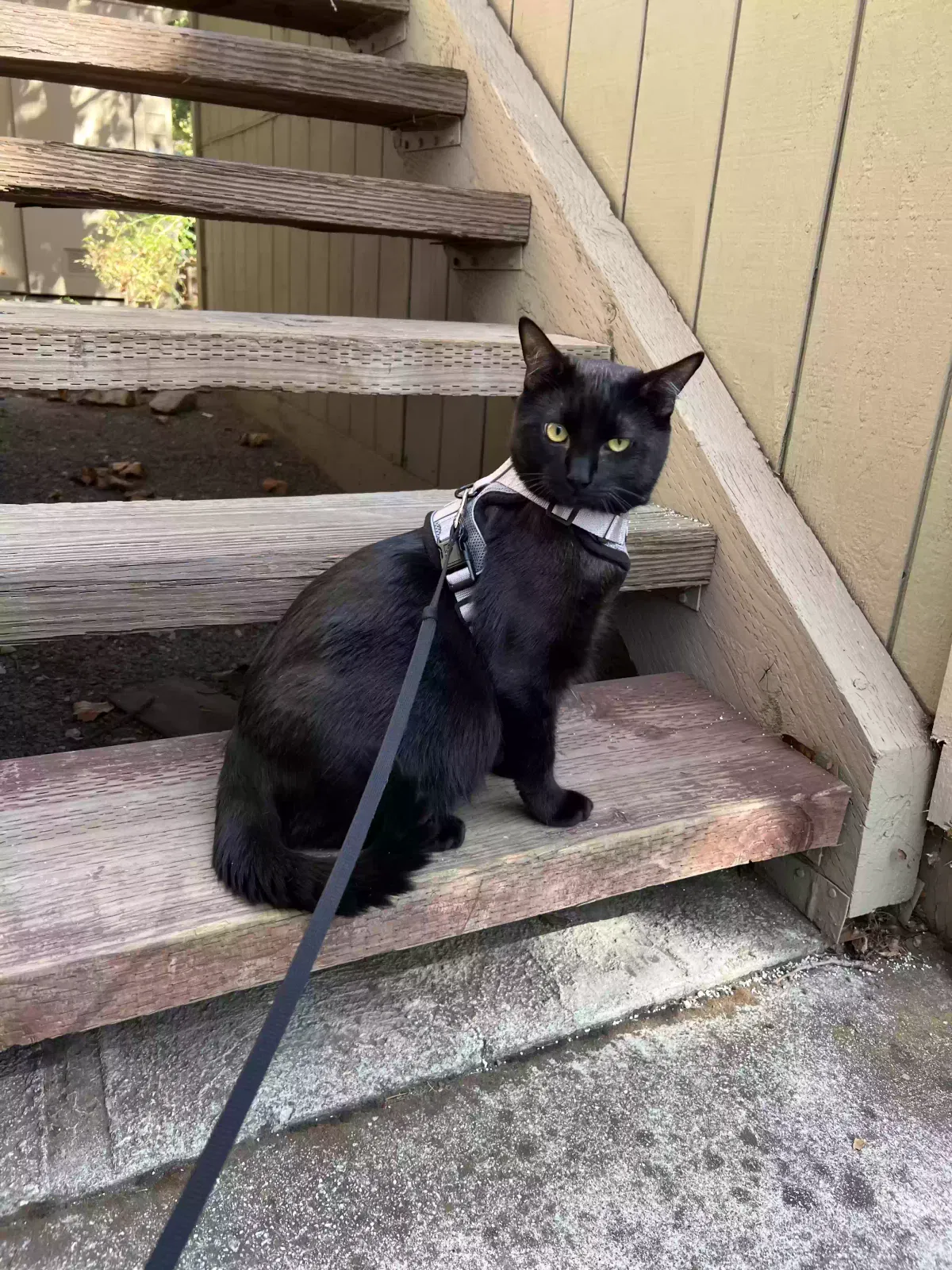 Lost cat in San Jose, CA, 95123