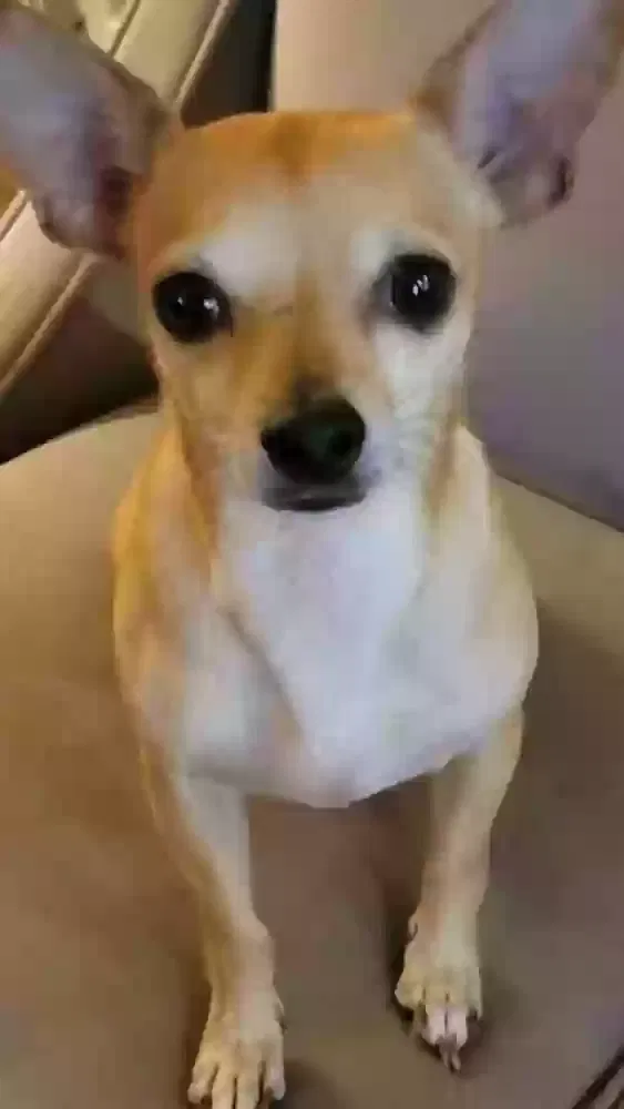 Lost dog in Austin, TX, 78738