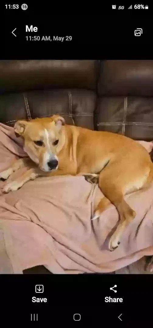 Lost dog in Sorento, IL, 62086