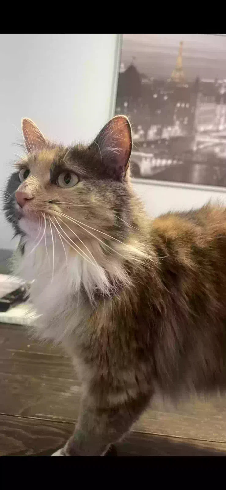 Lost cat in Columbia, MD, 21045