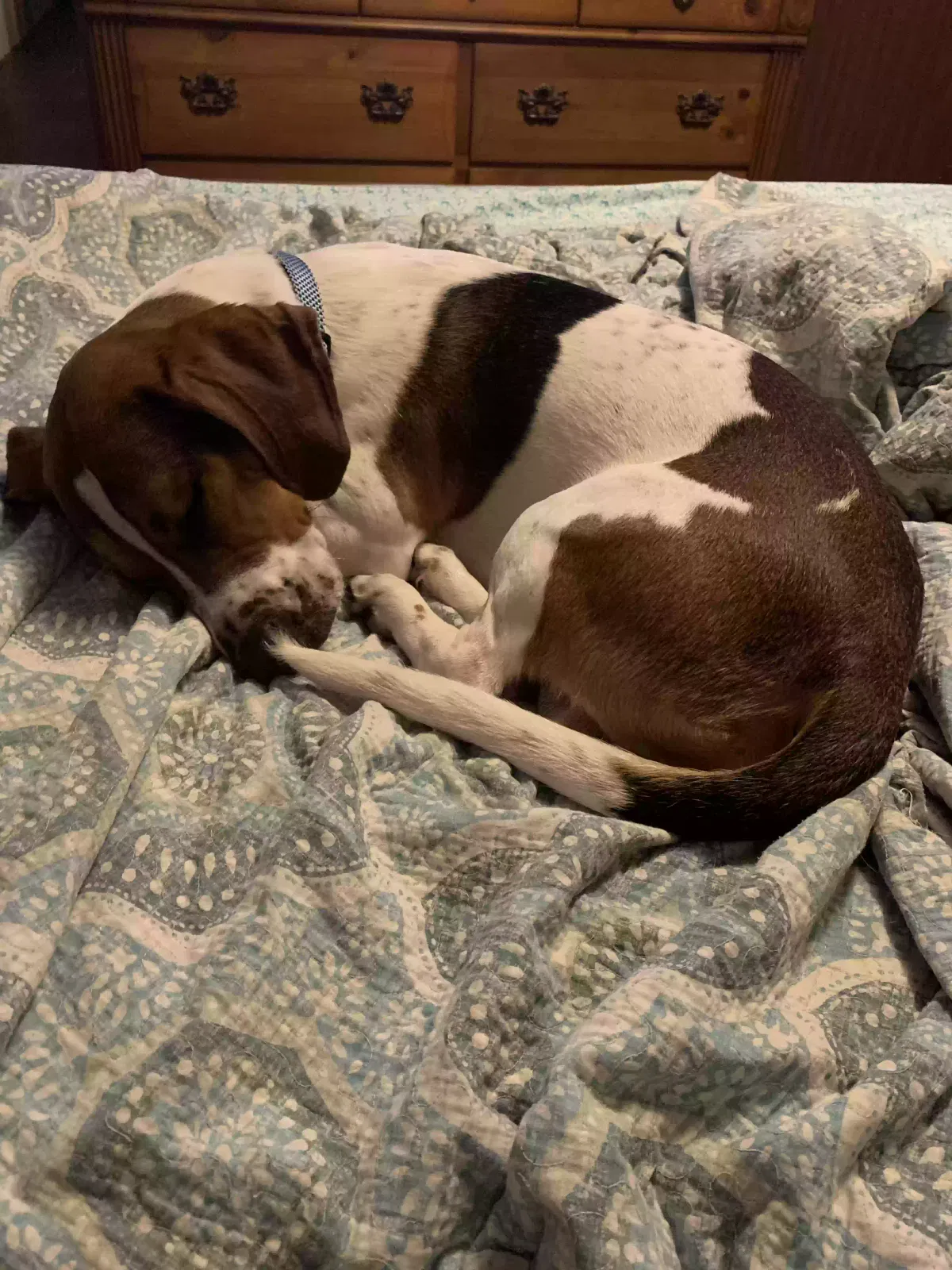 Lost dog in Sweetwater, TN, 37874