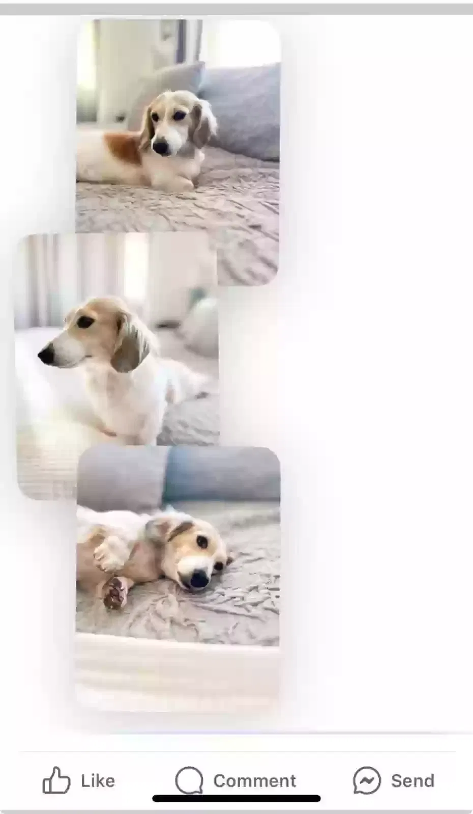 Lost dog in Tacoma, WA, 98422
