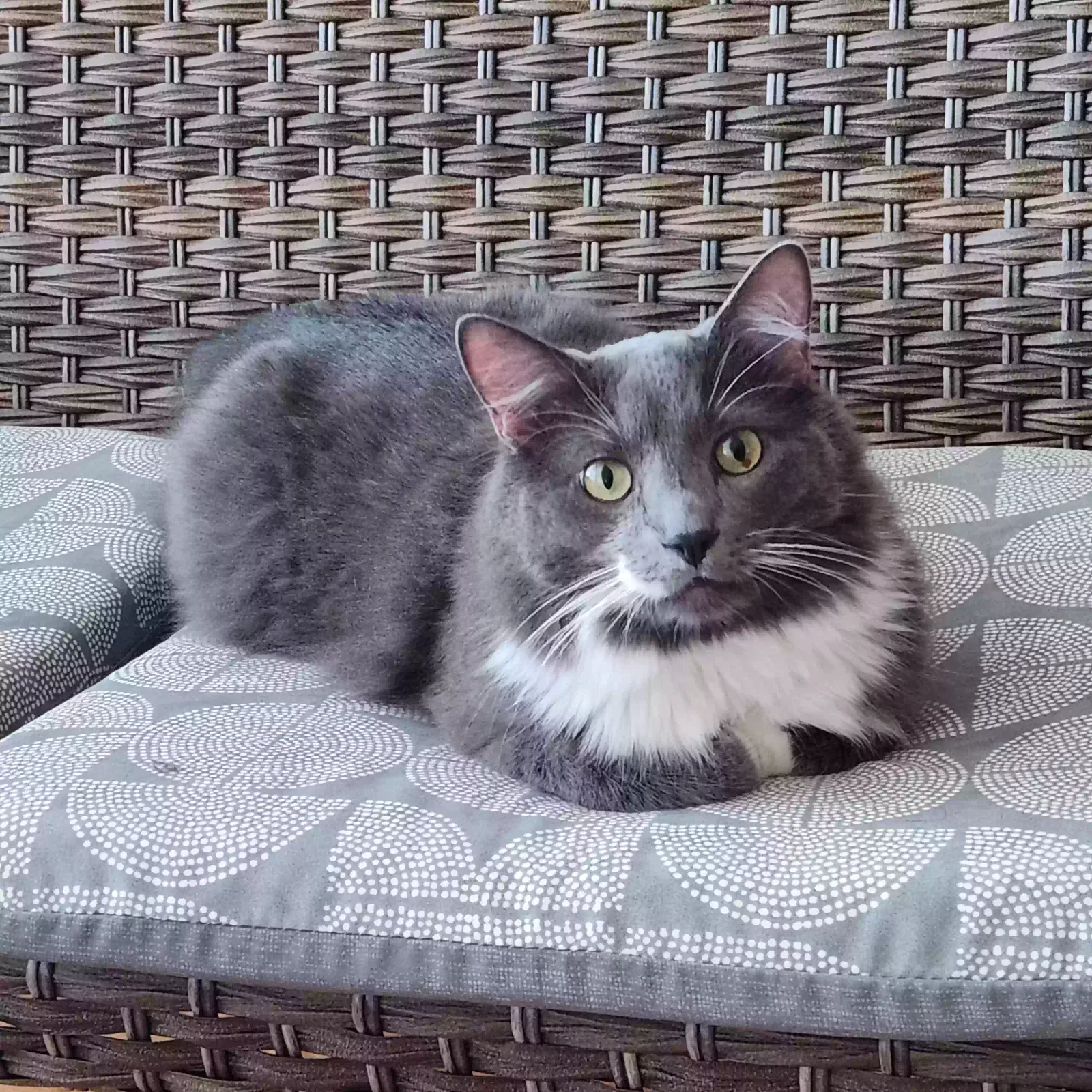 Lost cat in Portland, OR, 97232