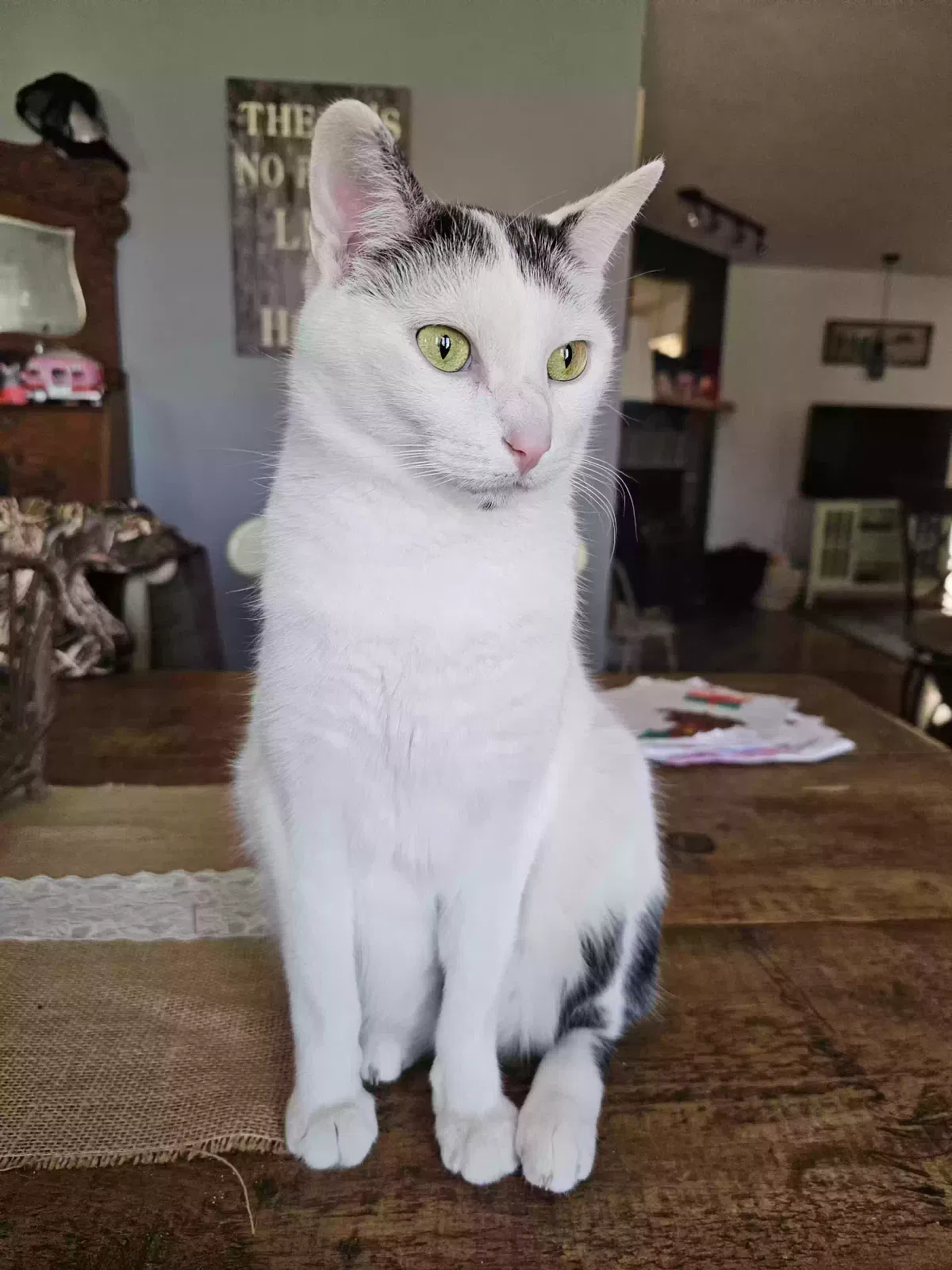 Lost cat in Pembroke Township, IL, 60958