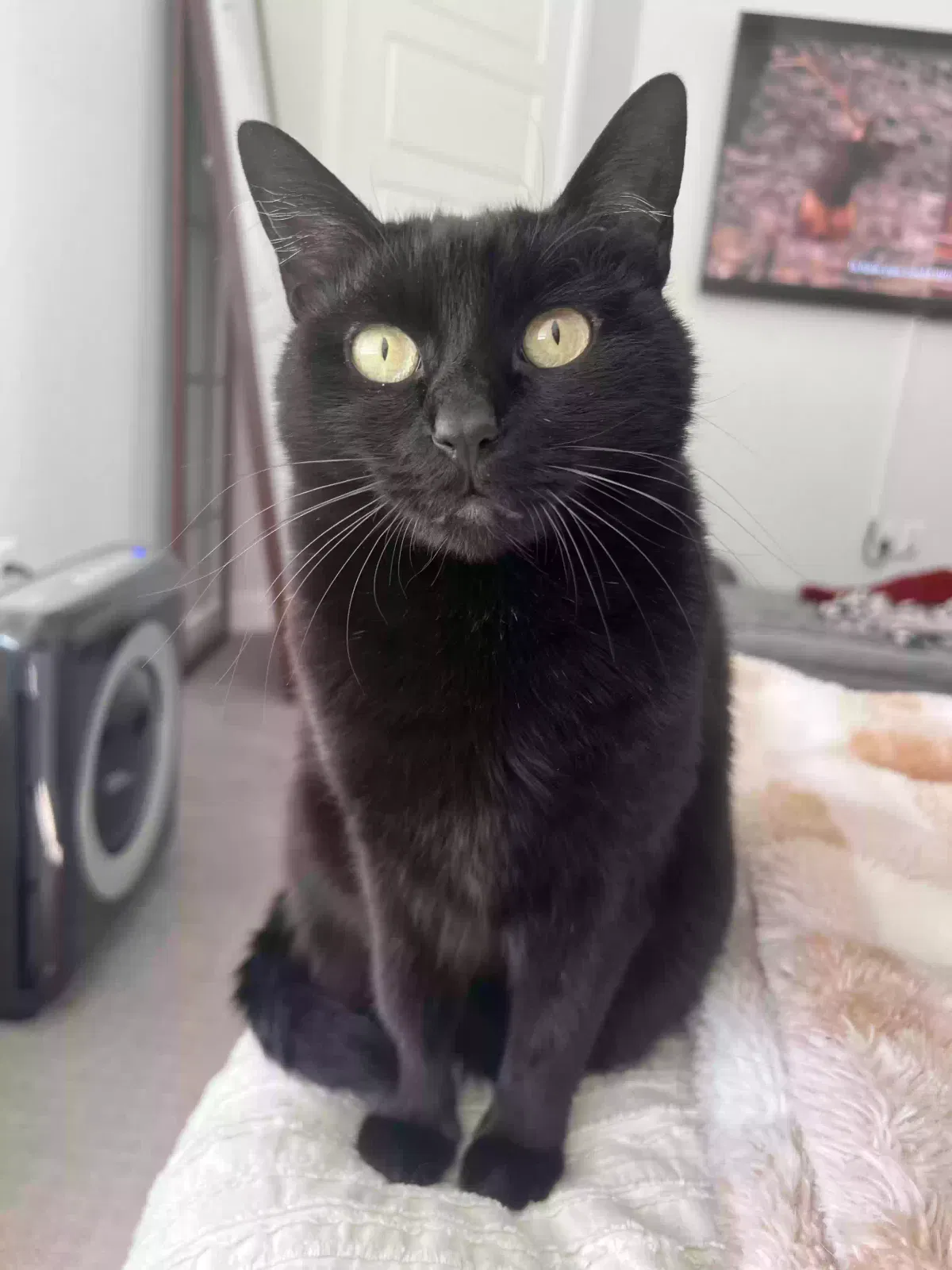 Lost cat in Unknown, UT, 84009