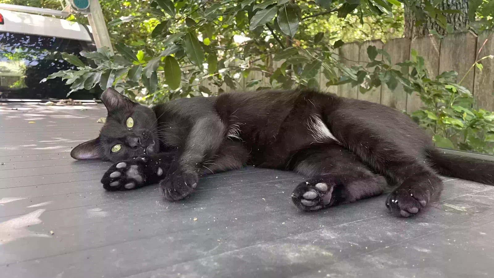 Lost cat in Hurst, TX, 76053