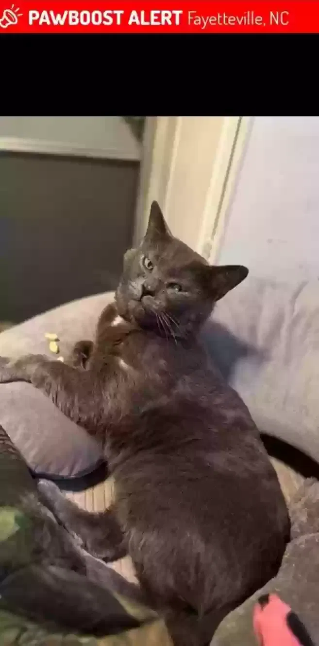 Lost cat in Fayetteville, NC, 28306