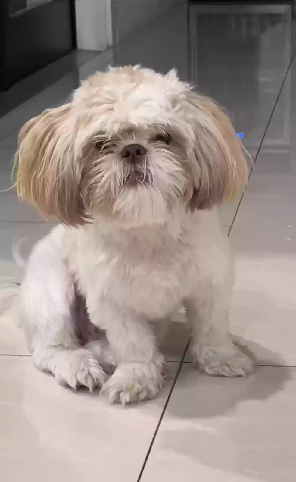 Lost dog in Laredo, TX, 78045