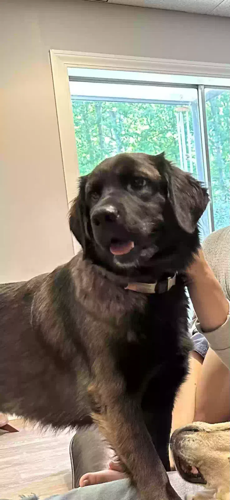 Lost dog in Bogart, GA, 30622