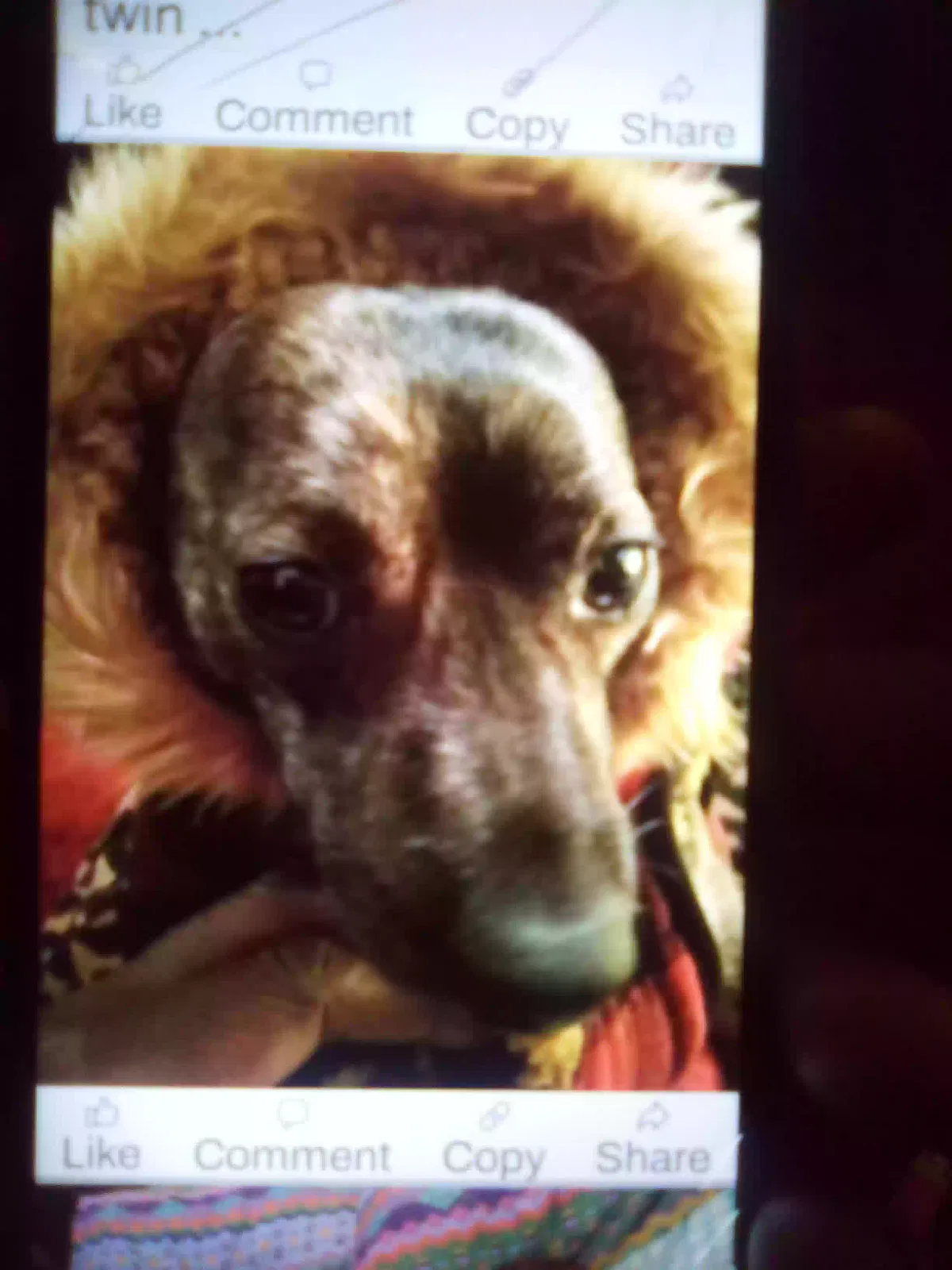 Lost dog in West Point, MS, 39773