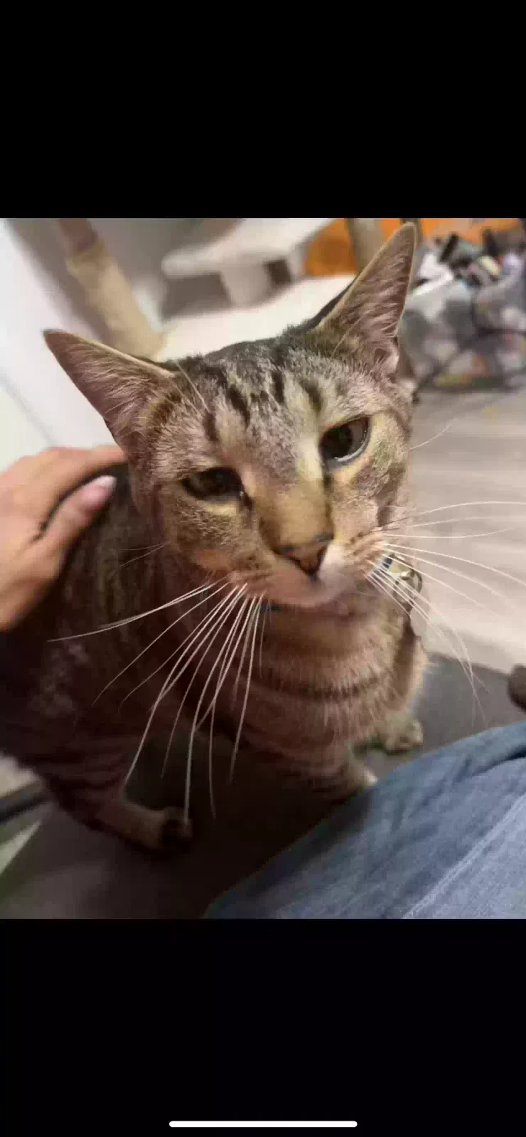Found cat in Haverhill, MA, 1830