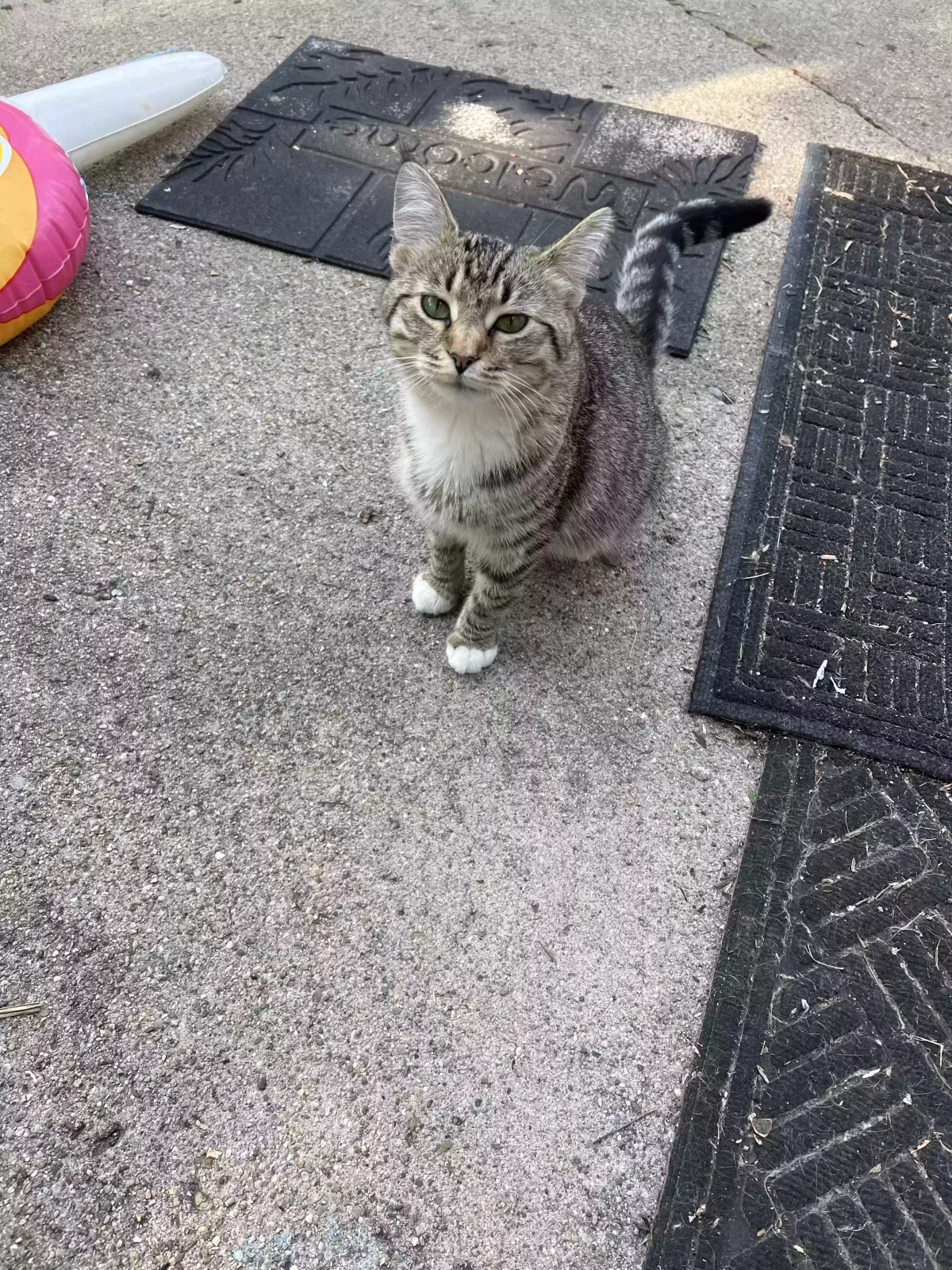 Found cat in Indianapolis, IN, 46226
