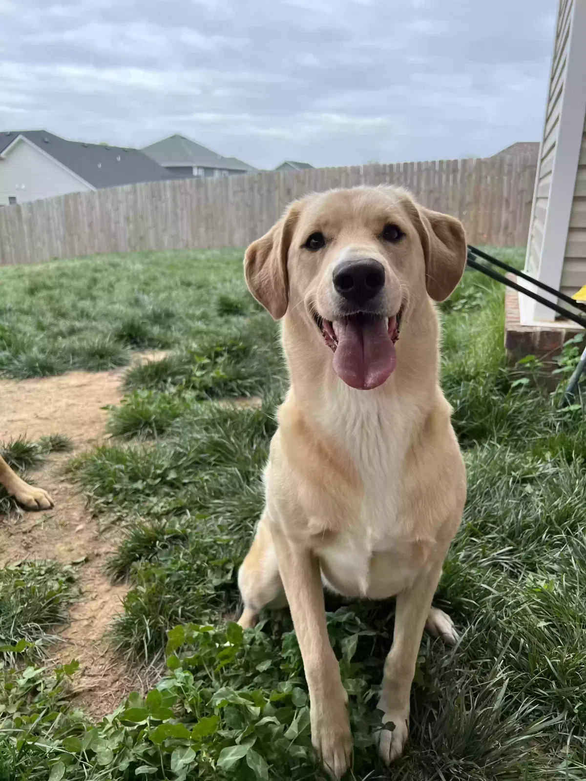 Lost dog in Clarksville, TN, 37042