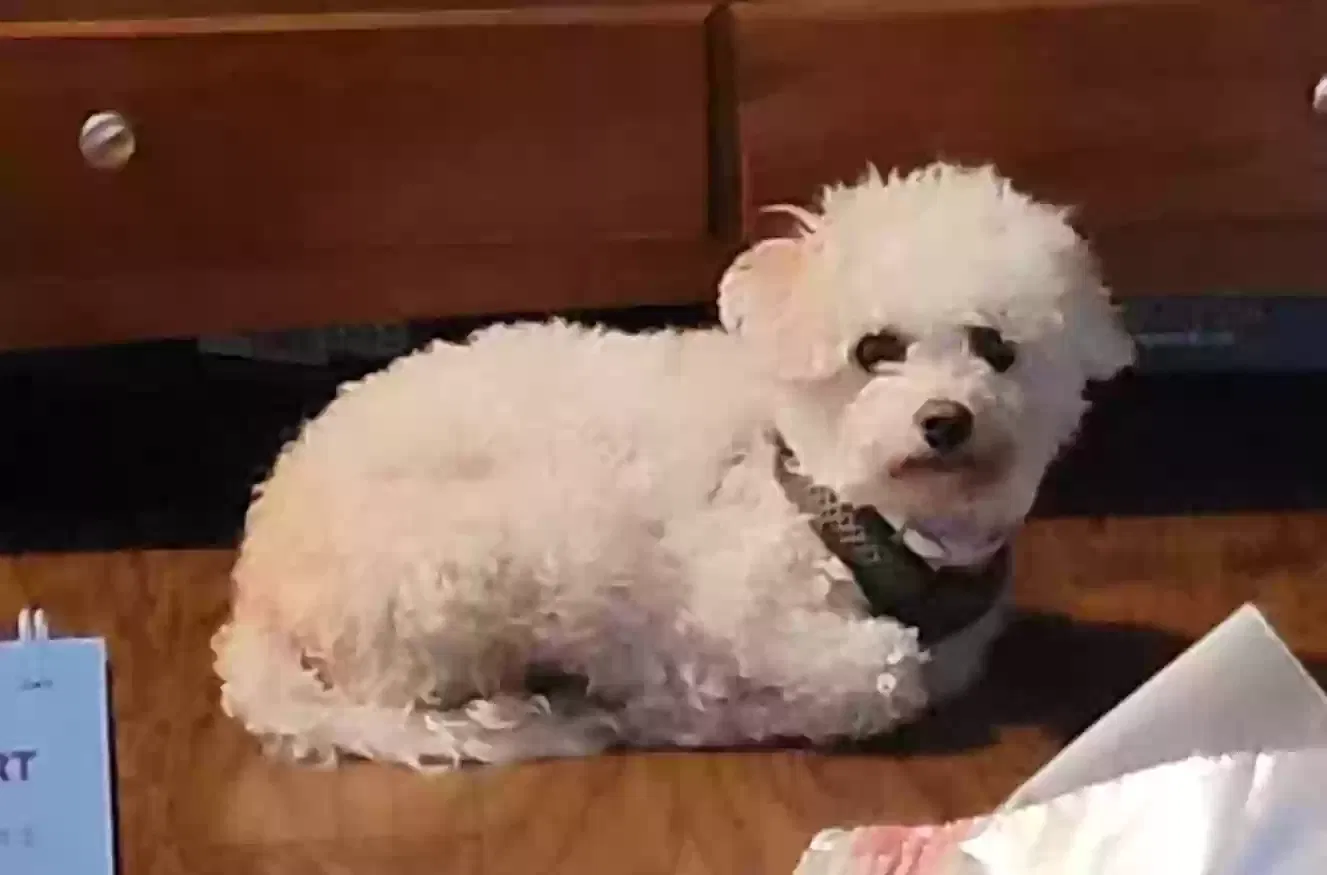 Lost dog in Fort Worth, TX, 76179