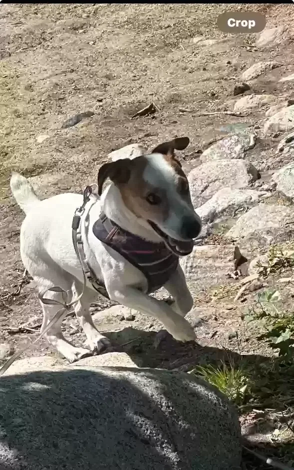 Lost dog in Palmdale, CA, 93552