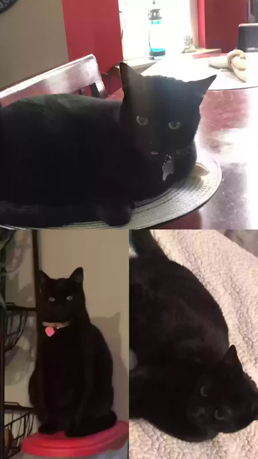 Lost cat in Arlington, WA, 98223