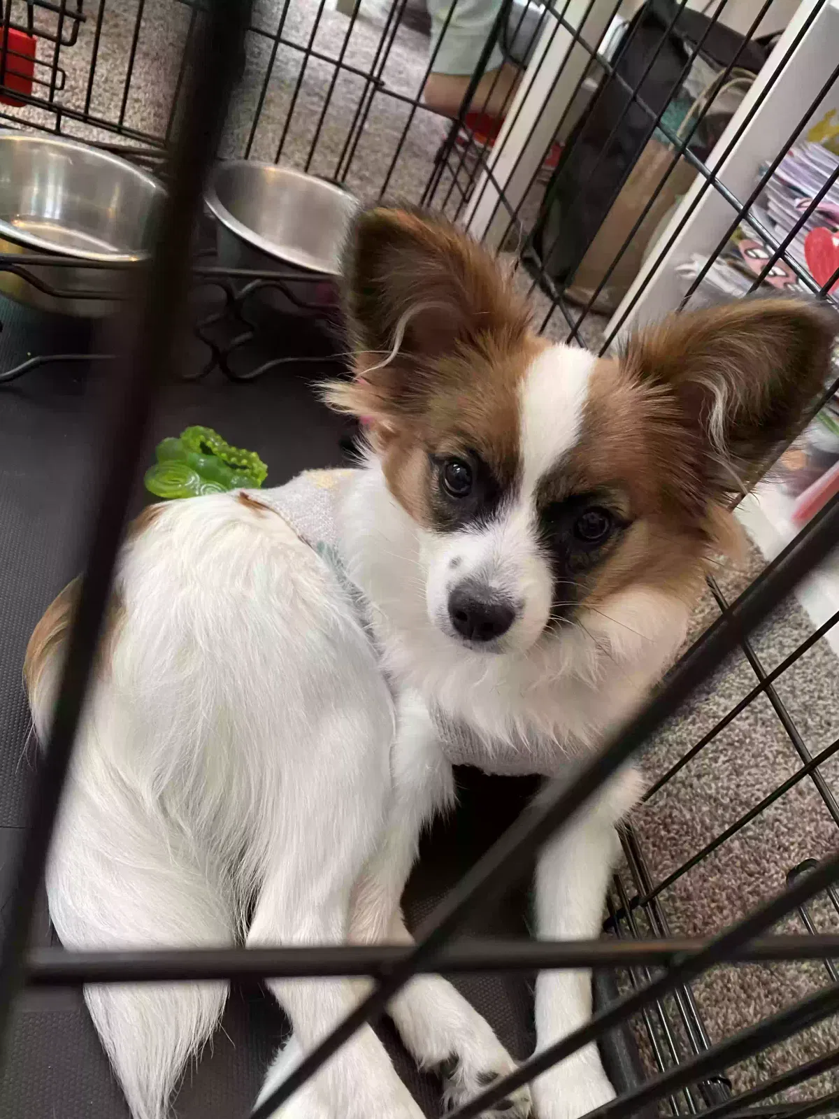 Lost dog in Overland Park, KS, 66210