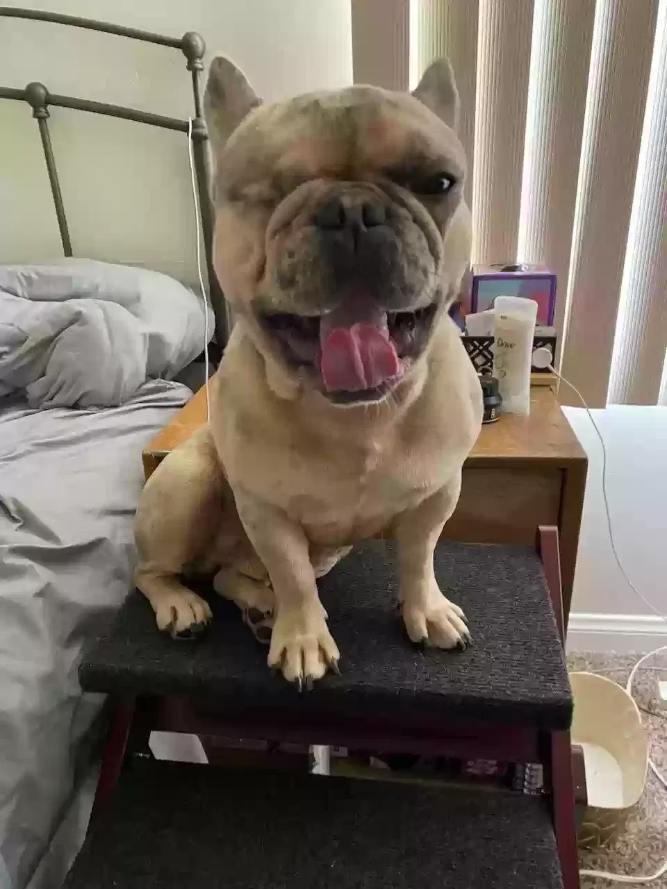 Lost dog in Burbank, CA, 91504