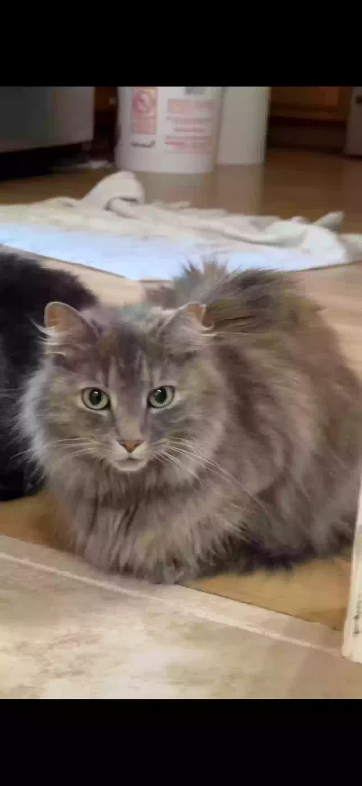 Lost cat in Saint Joseph, MO, 64505