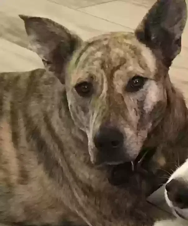 Lost dog in El Paso, TX, 79934