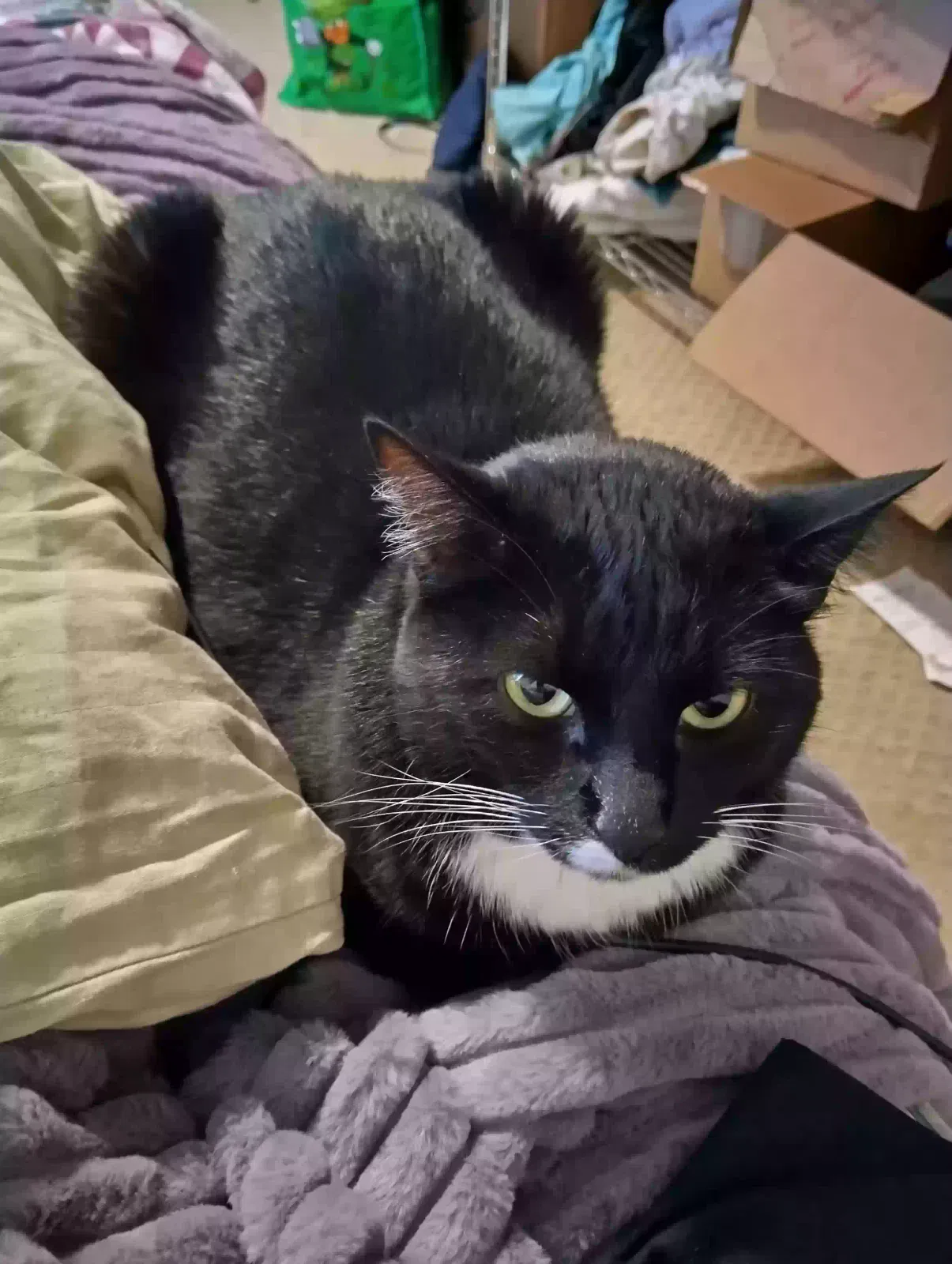 Lost cat in Baton Rouge, LA, 70816
