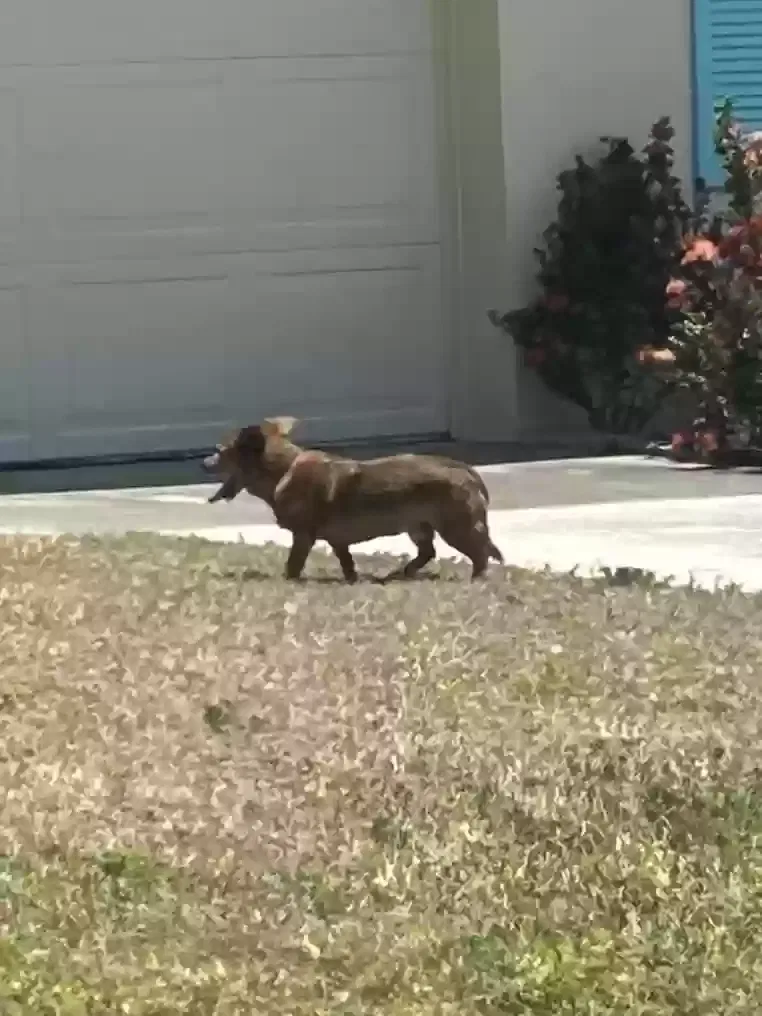 Lost dog in Cape Coral, FL, 33904