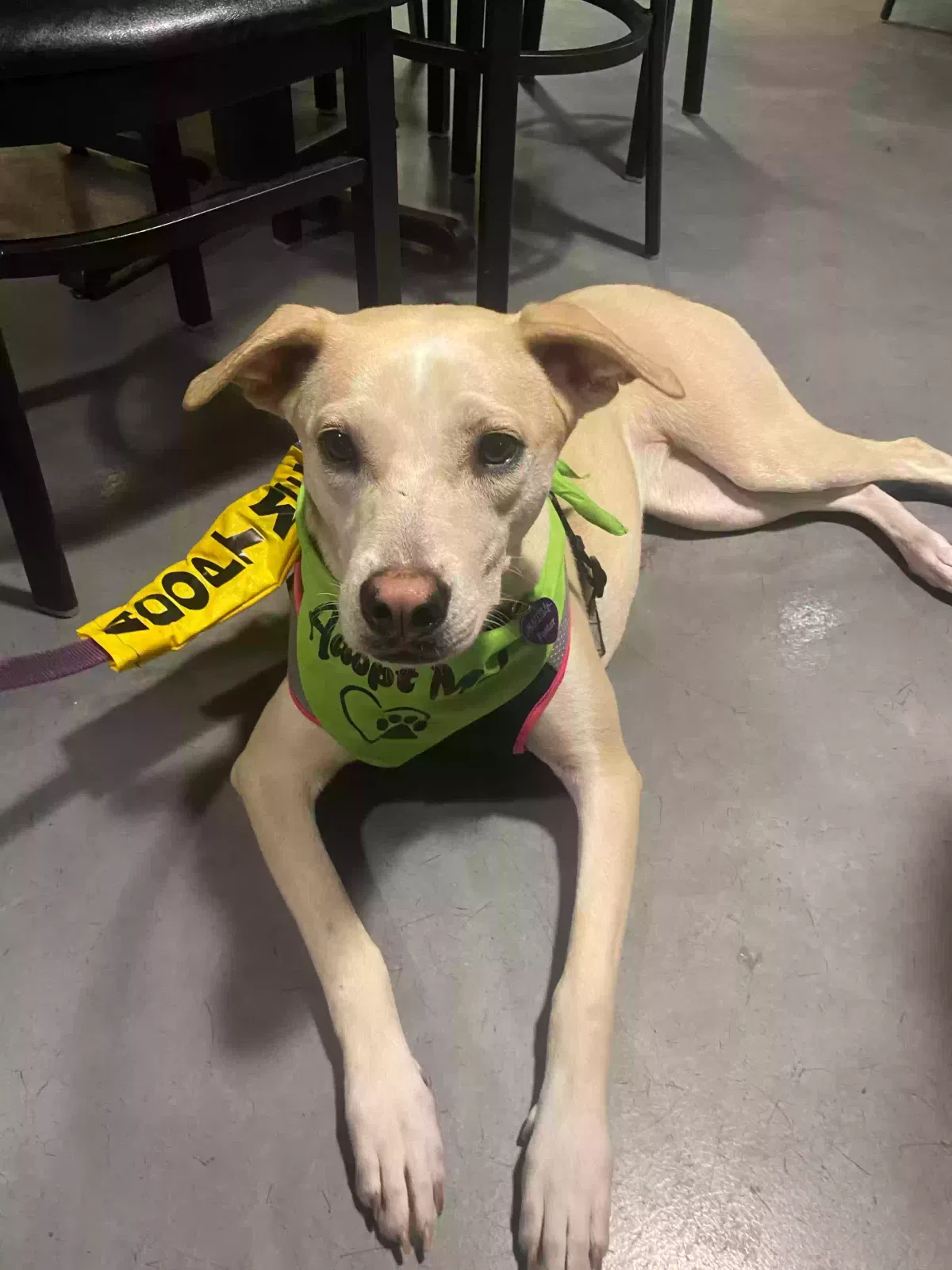 Lost dog in Minneapolis, MN, 55406