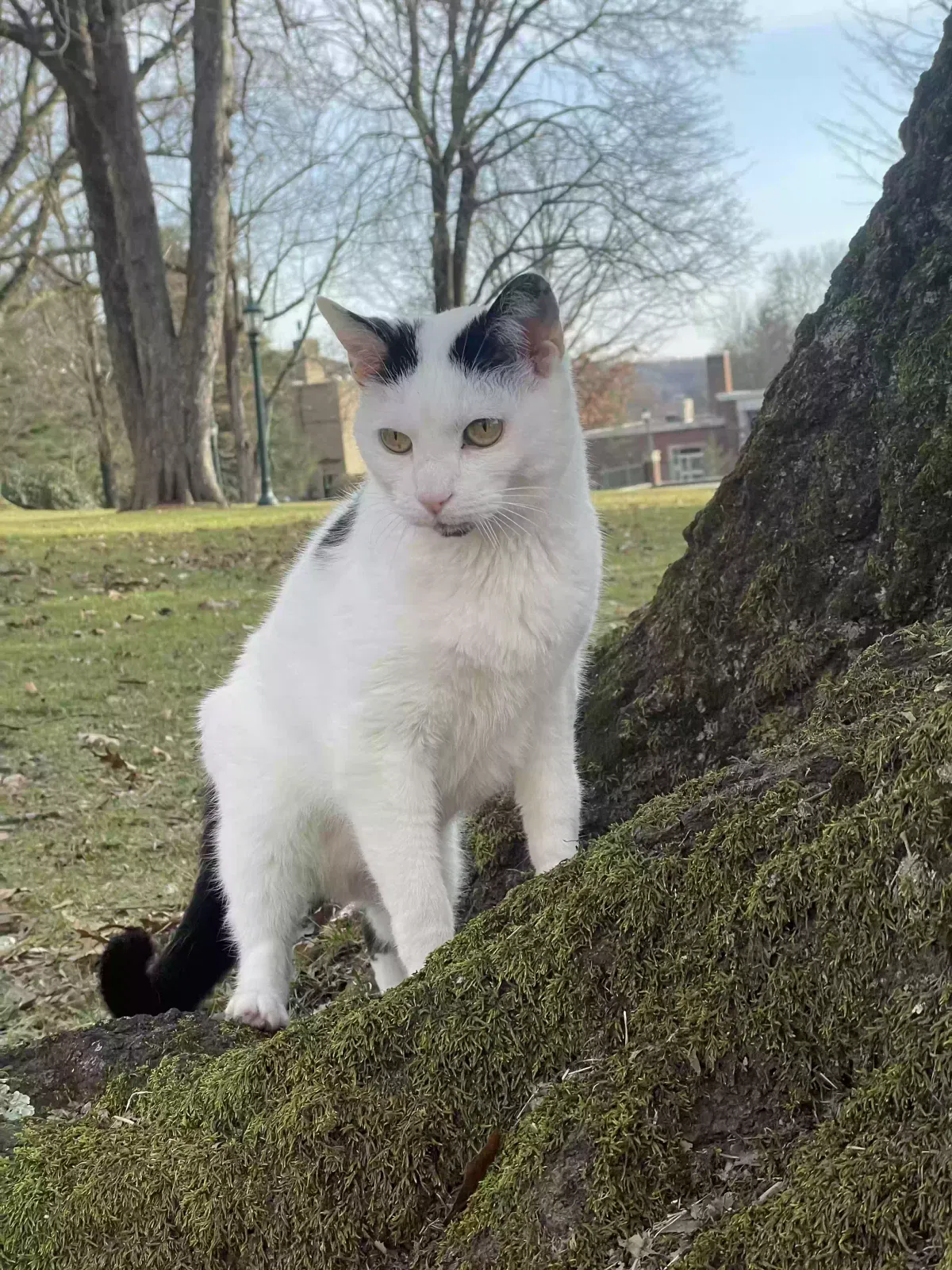 Lost cat in Grapevine, TX, 76051