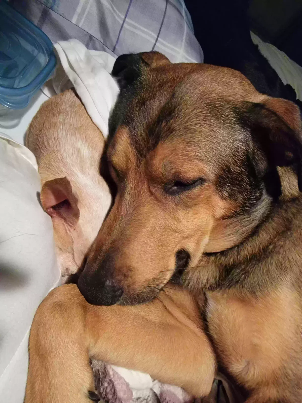 Lost dog in Rogersville, MO, 65742
