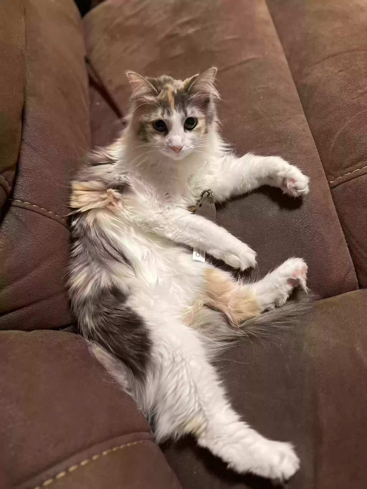 Lost cat in Grand Prairie, TX, 75052