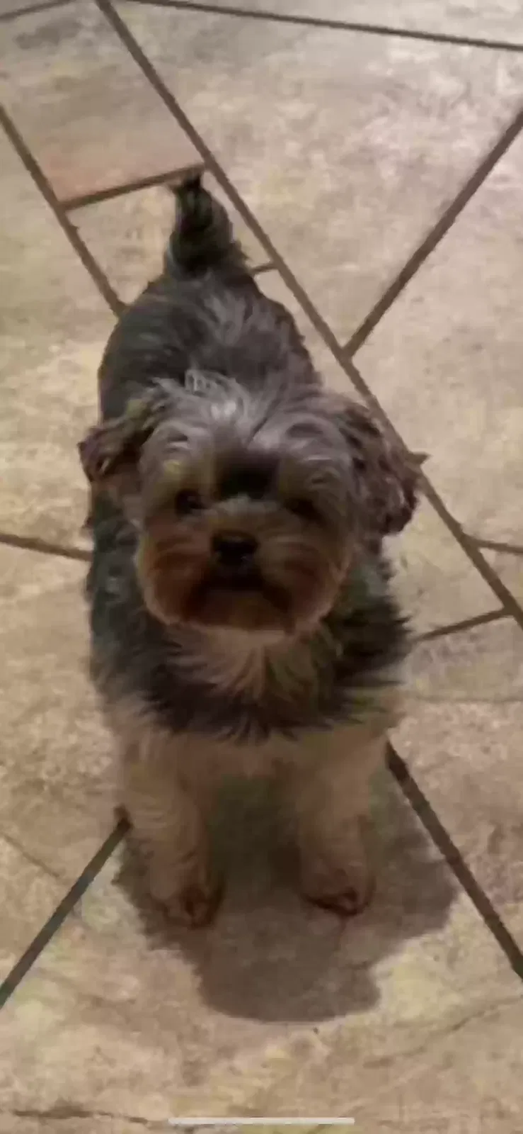 Lost dog in Corona, CA, 92879