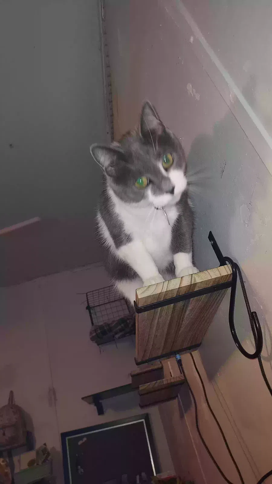 Lost cat in Martinsburg, WV, 25405