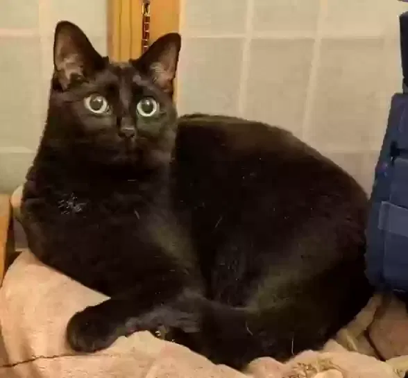 Lost cat in Butler, PA, 16001