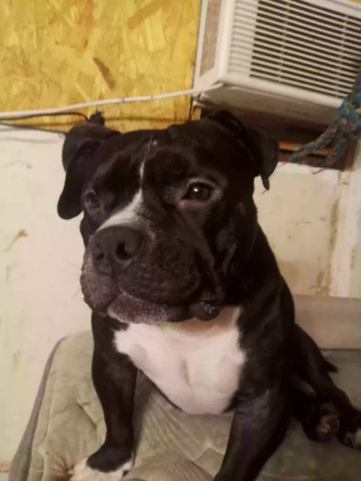 Lost dog in Midland, TX, 79701