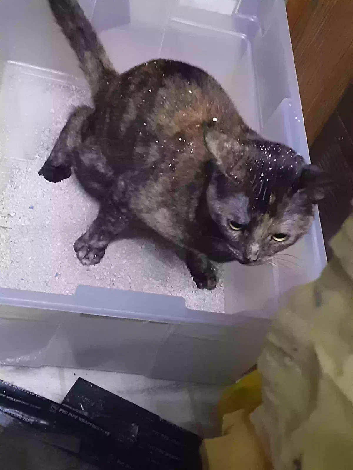 Lost cat in Fresno, CA, 93704