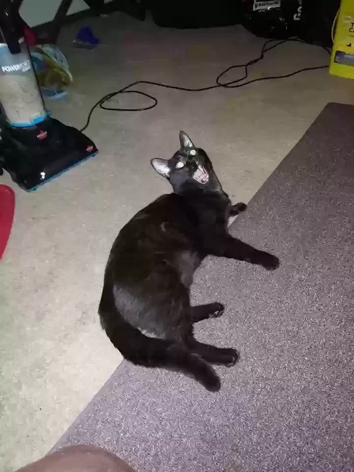 Lost cat in Bloomington, IL, 61701